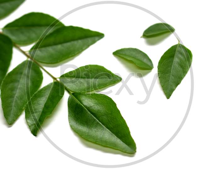Fresh Curry Leaves Isolated On White Background
