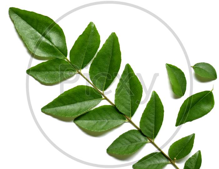 Fresh Curry Leaves Isolated On White Background