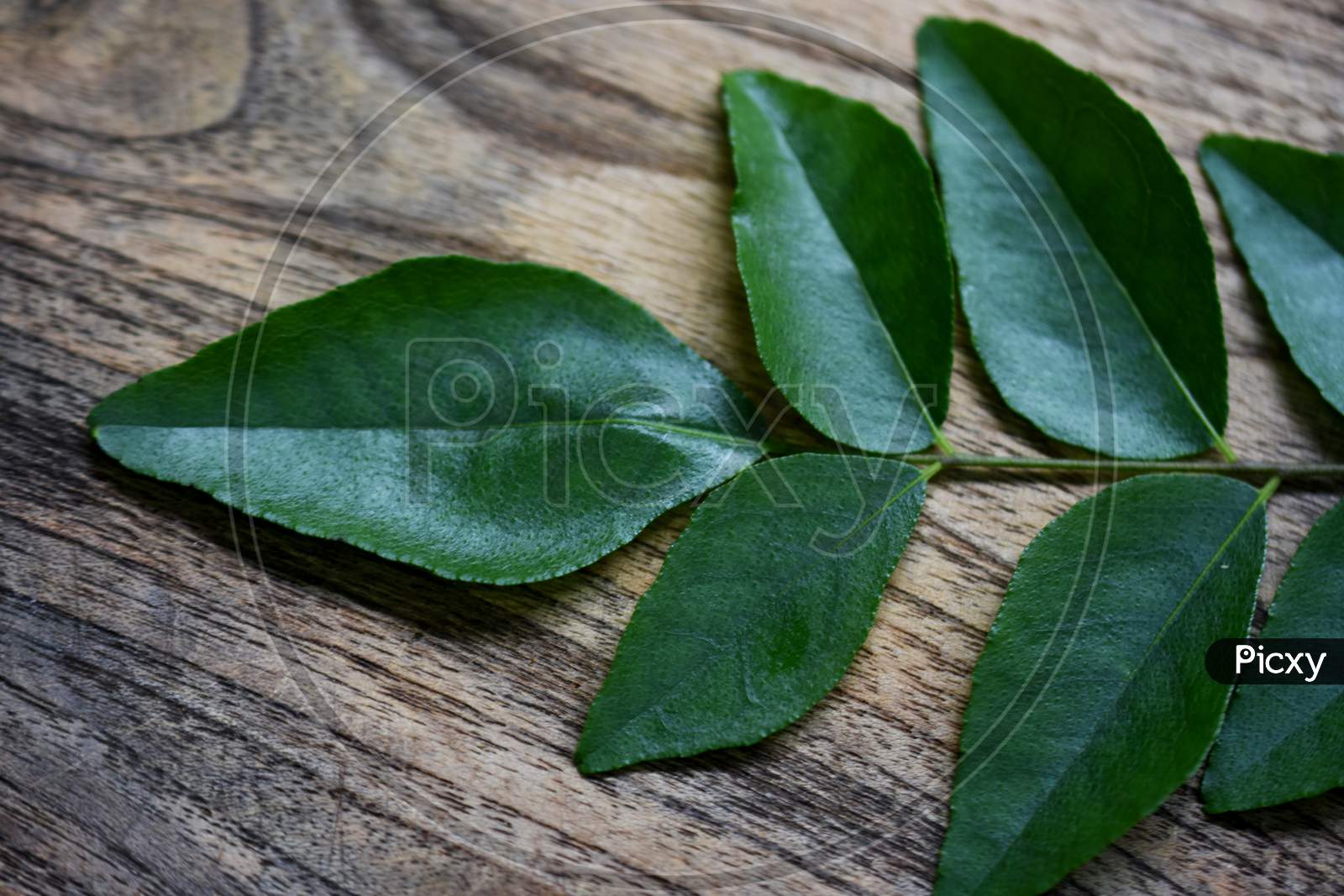 Curry Leaves On Wooden Surface