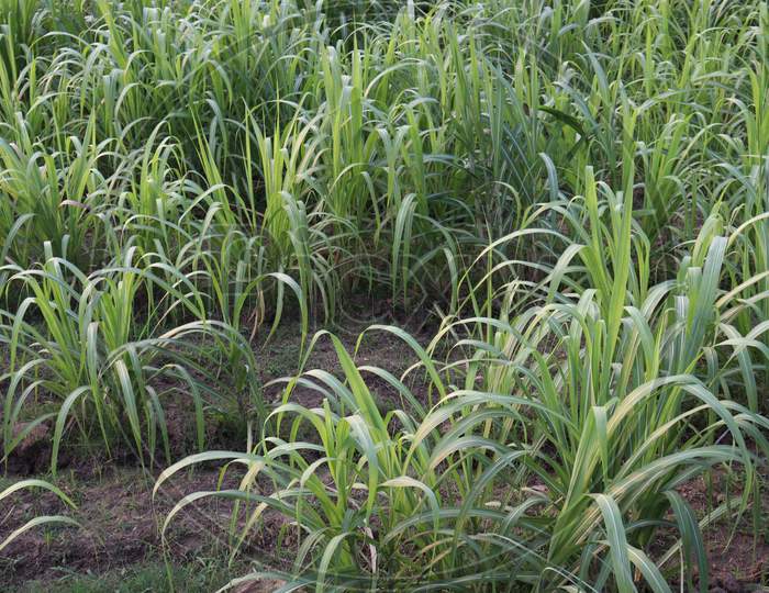 Sugarcane Farm On Field For Harvest