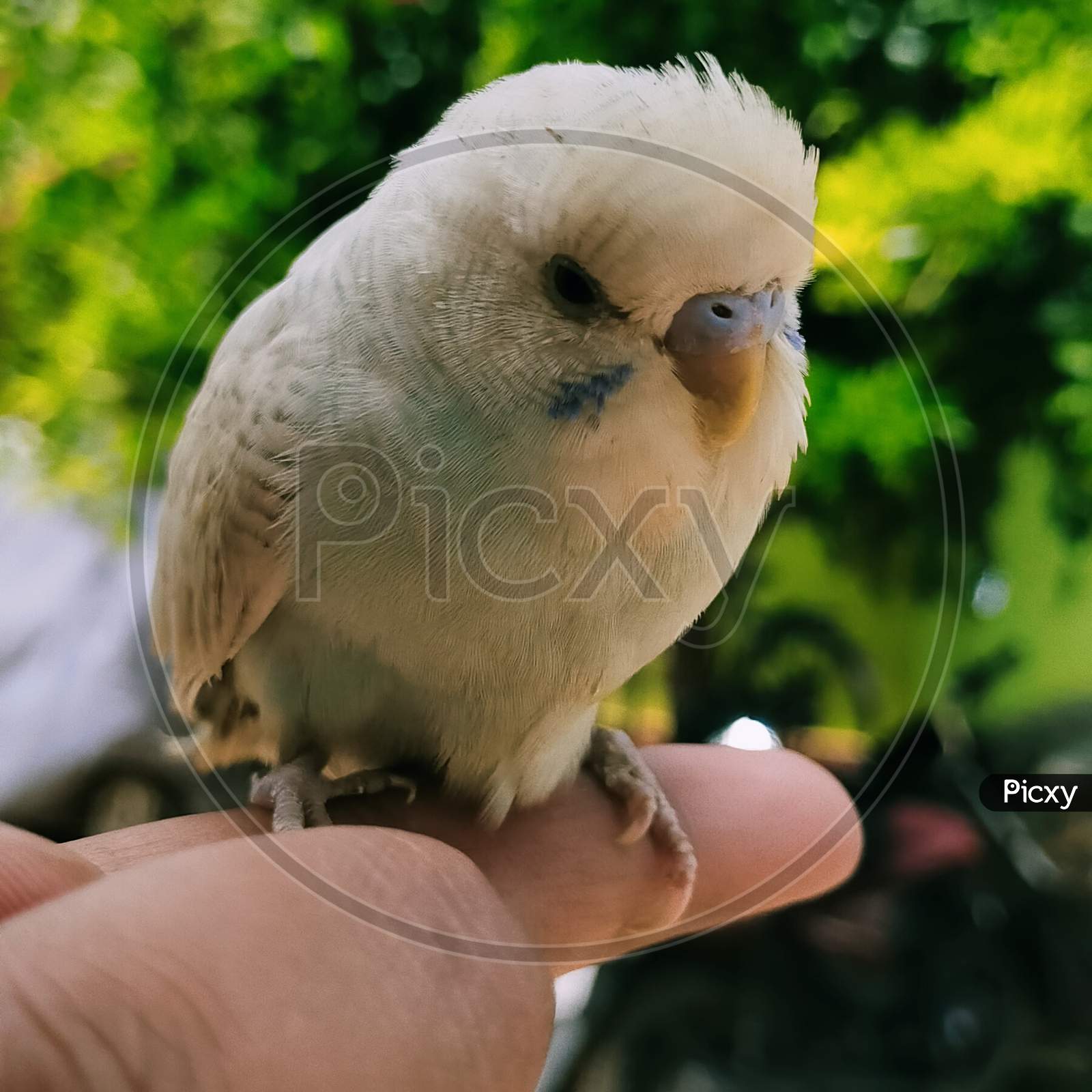 Love bird on hand love is in our hand you can share or you can destroy yourself