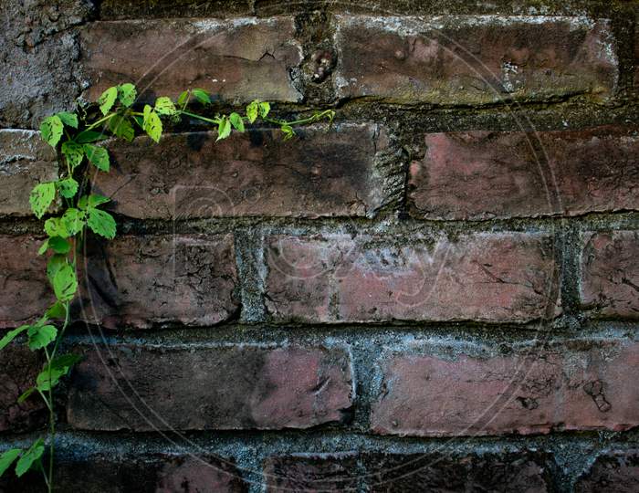 Fresh Green Moringa Leaves. The Old Brick Walls Are Covered With Green Leaves. It Can Be A Beautiful Background.