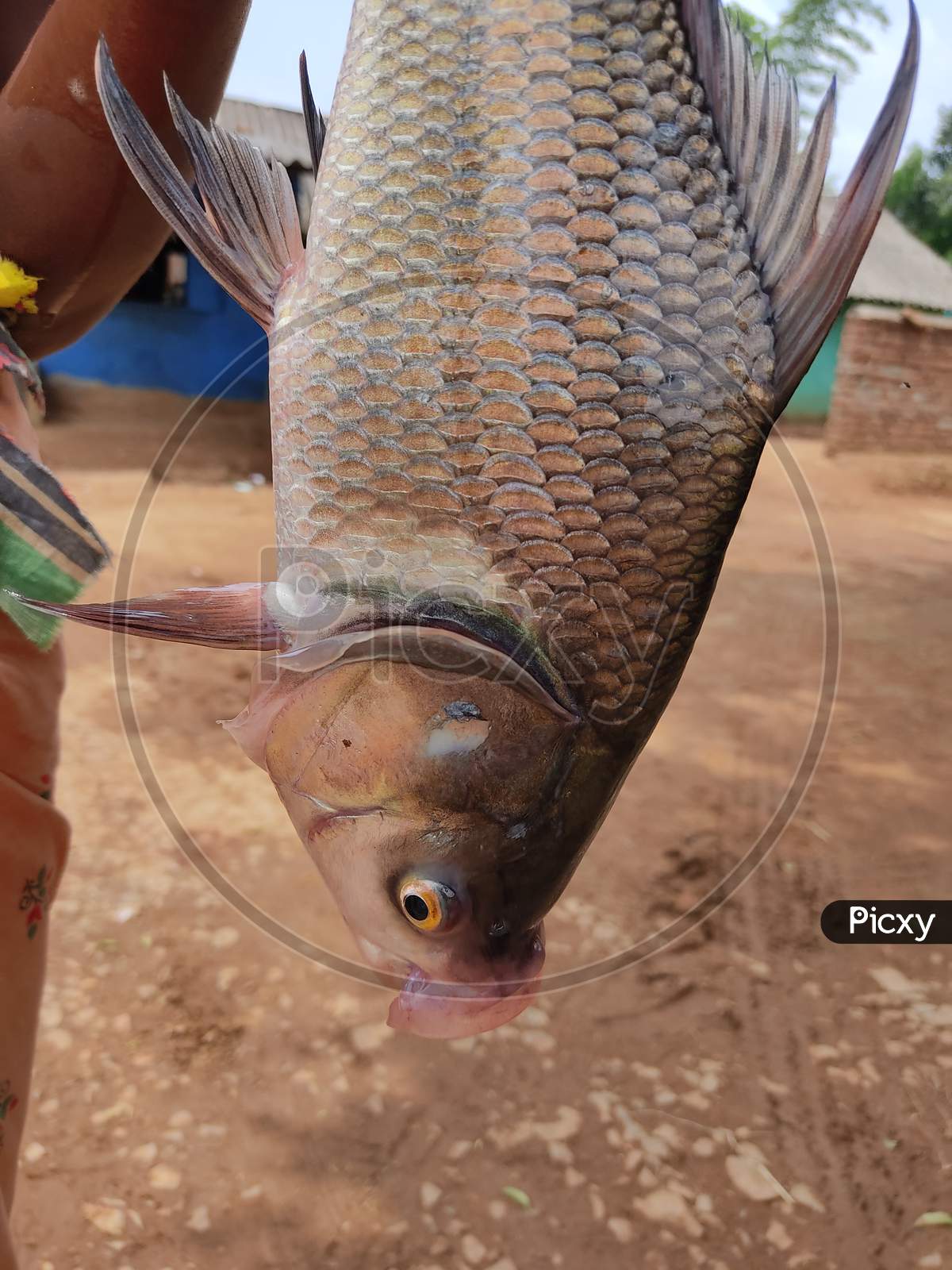 Image of Huge Carp Fish Harvesting By Women Fish Farmers Of Odisha Rohu