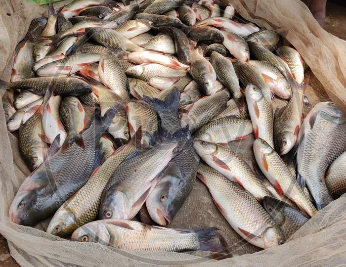 Huge Carp Fish Harvesting By Women Fish Farmers Of Odisha Rohu Carp Fish In Hand Of Farmer
