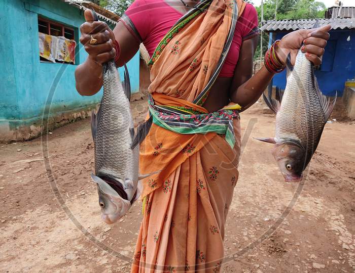 Huge Carp Fish Harvesting By Women Fish Farmers Of Odisha Rohu Carp Fish In Hand Of Farmer