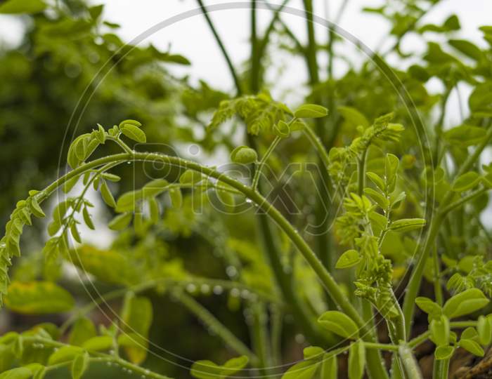 Fresh Horseradish Tree Or Drumsticks Leaves In A Close Up With Blur Background. Moringa Leaves Have Many Benefits For Human Health