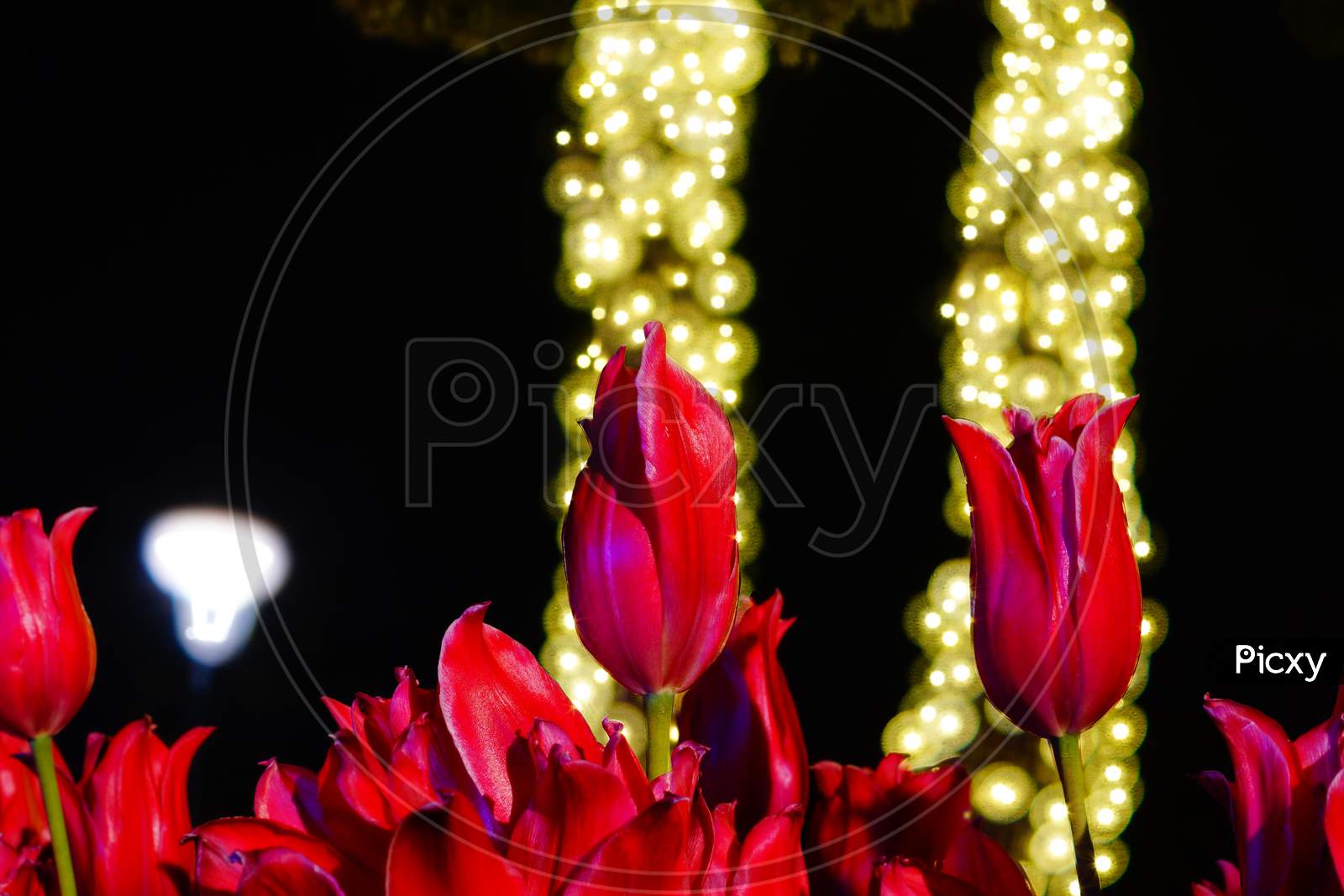 Red Tulip And The Light Of The Spotlight