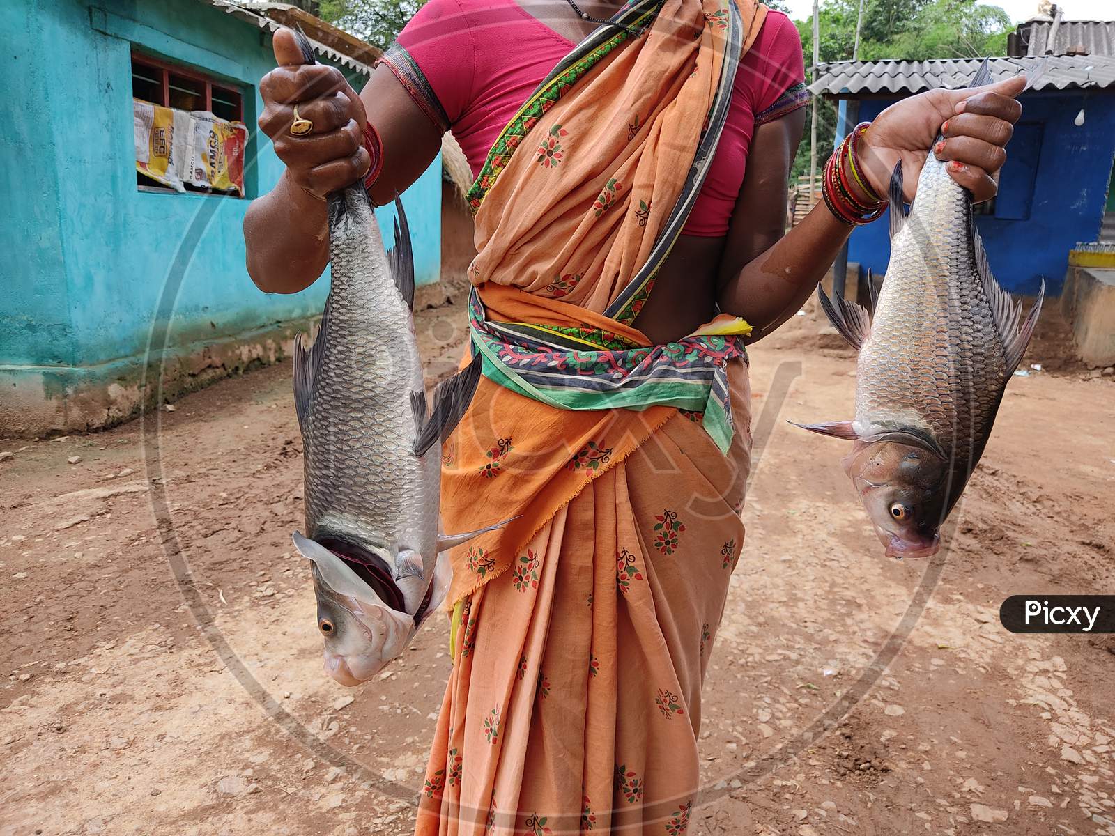 Huge Carp Fish Harvesting By Women Fish Farmers Of Odisha Rohu Carp Fish In Hand Of Farmer