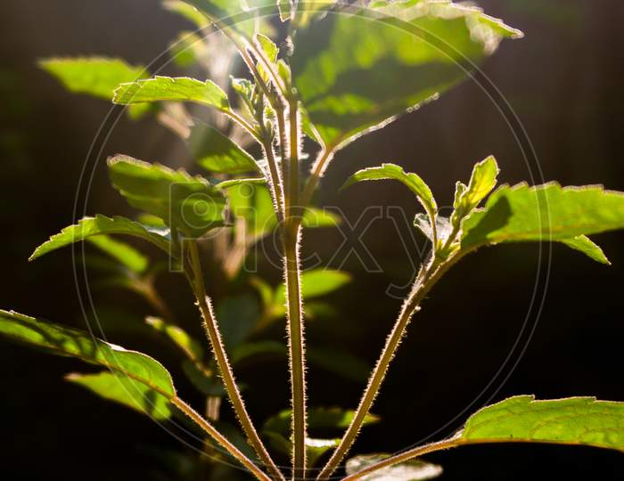 Sunlight Passing Over Basil Plant
