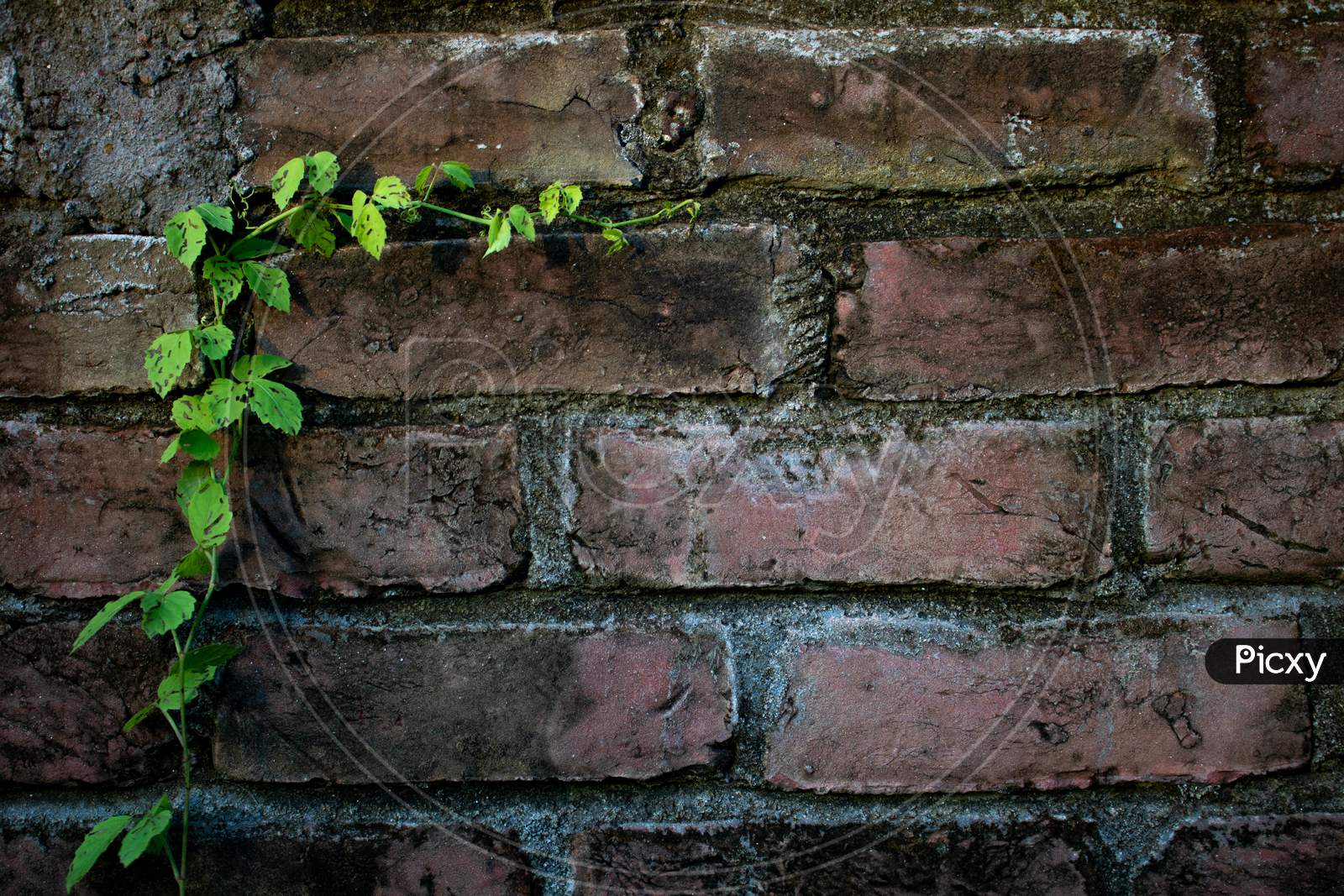 Fresh Green Moringa Leaves. The Old Brick Walls Are Covered With Green Leaves. It Can Be A Beautiful Background.