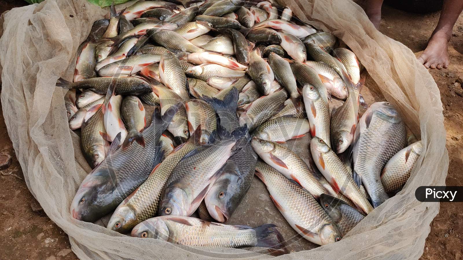 Image of Huge Carp Fish Harvesting By Women Fish Farmers Of Odisha Rohu