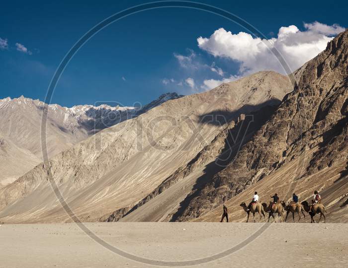 Double Humped Camels, Nubra Valley