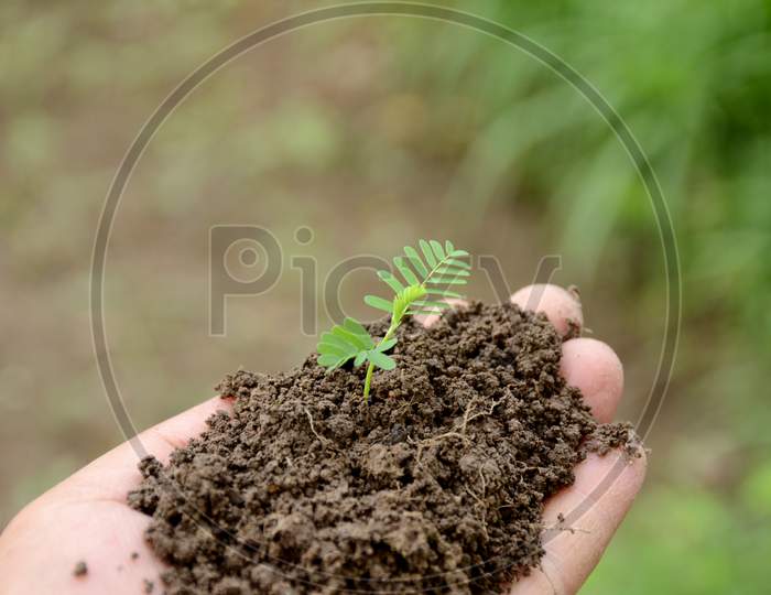 Closeup Holding Hands And Caring Green Young Plant,Environment Heal Earth And Save The World.