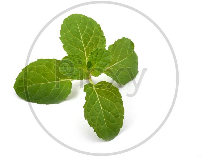 Fresh Raw Mint Leaves Isolated On White Background