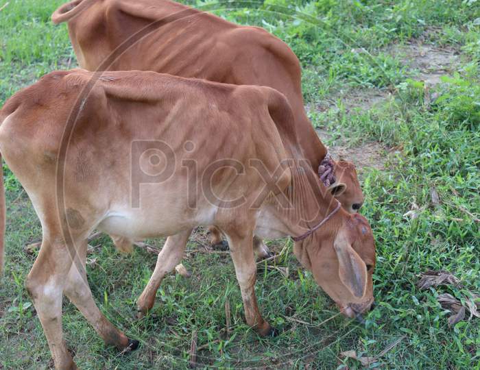Brown Colored Cow Eating The Grass