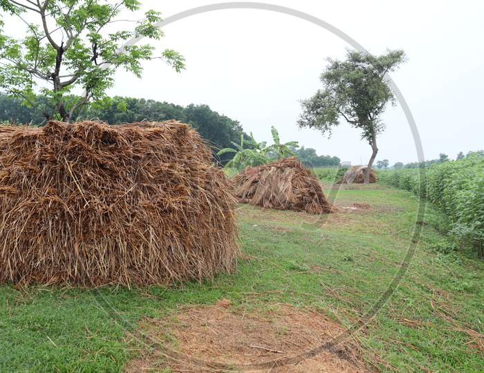 Dry Paddy Tree Stock On Field For Cow Food