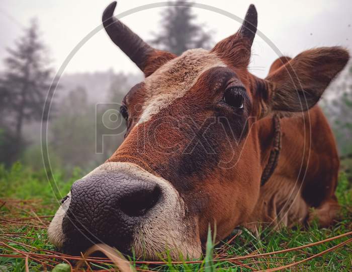 Cow resting