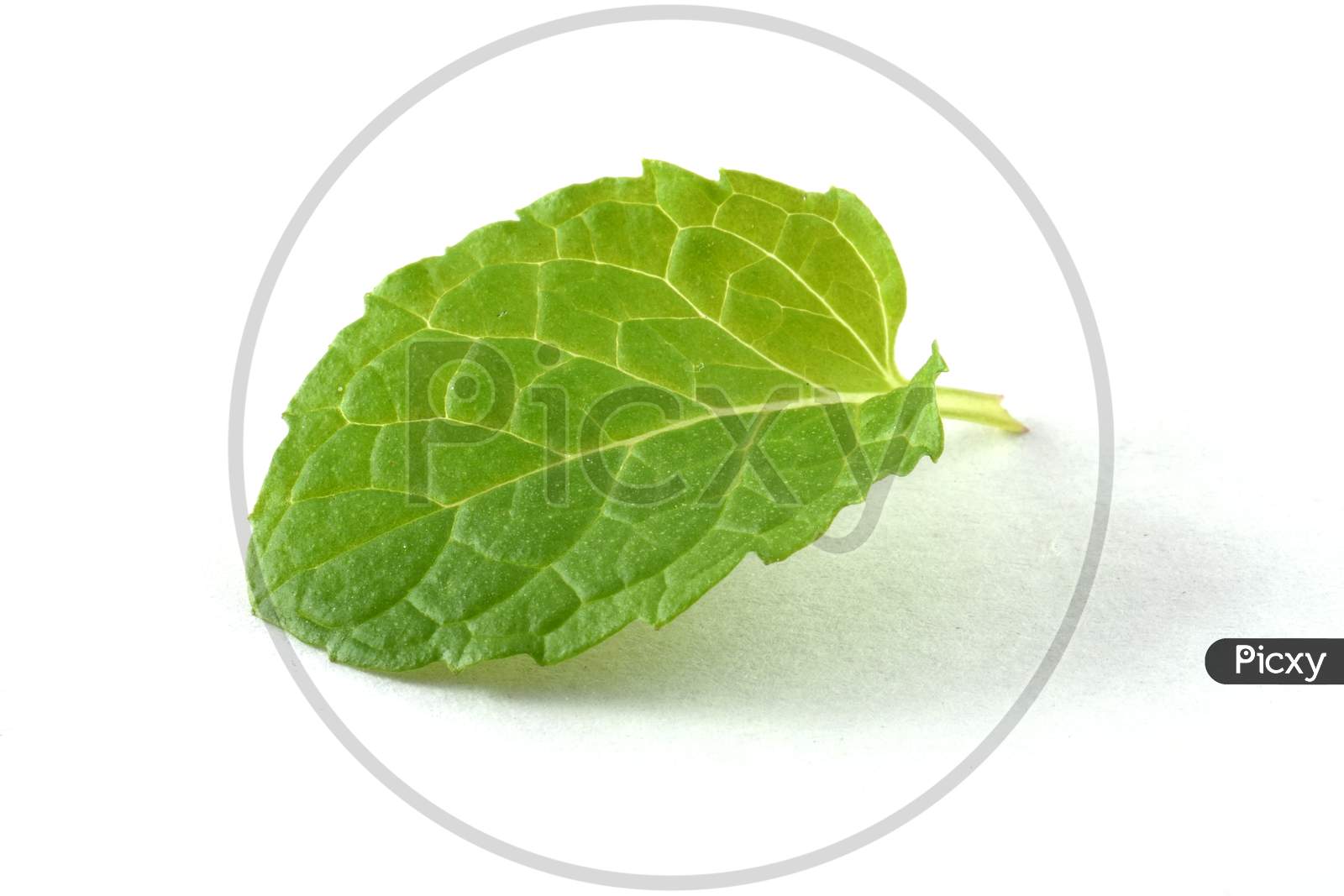 Single Mint Leaf Isolated On White Background