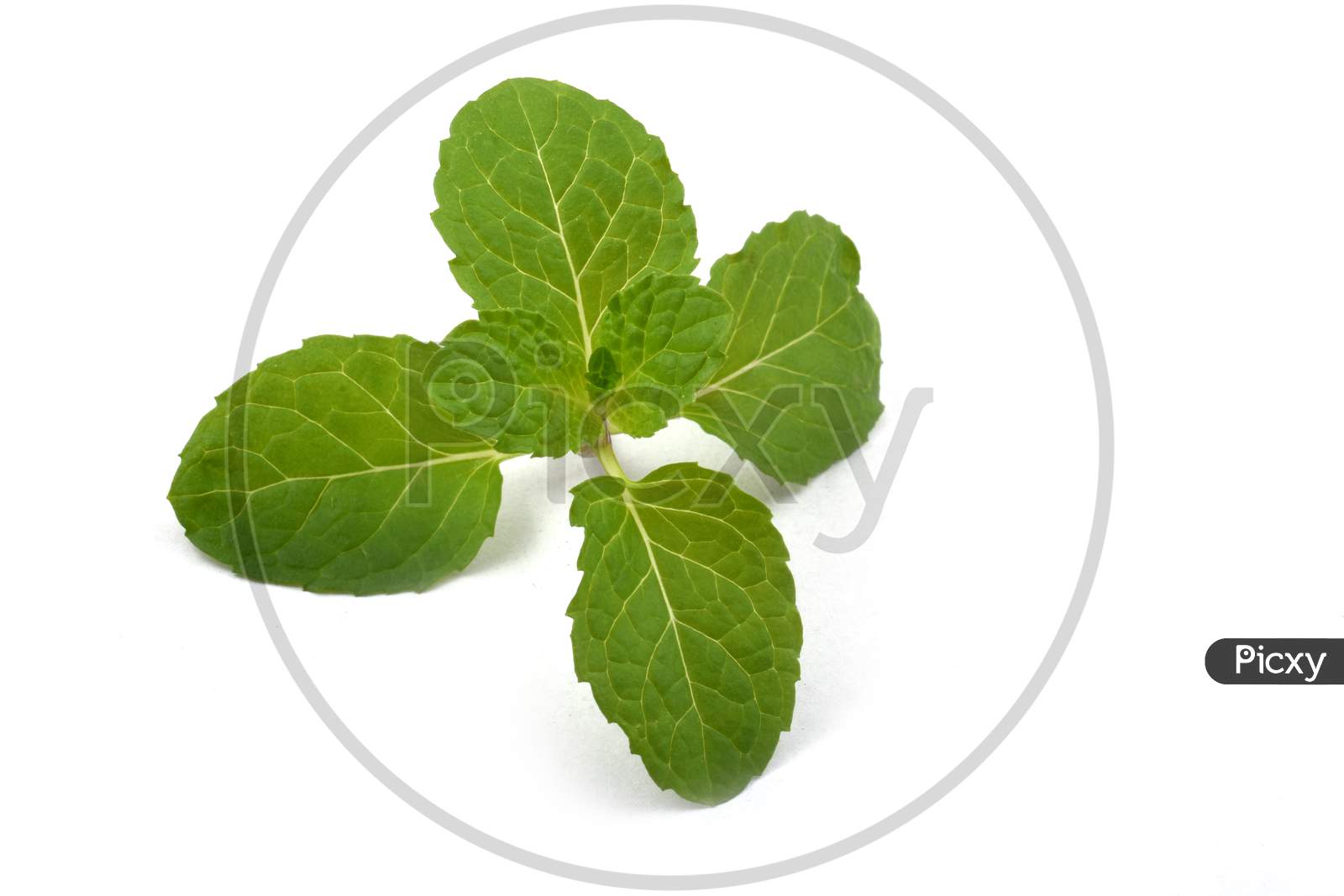 Fresh Raw Mint Leaves Isolated On White Background