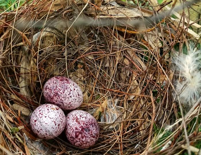 Bird's eggs in her nest