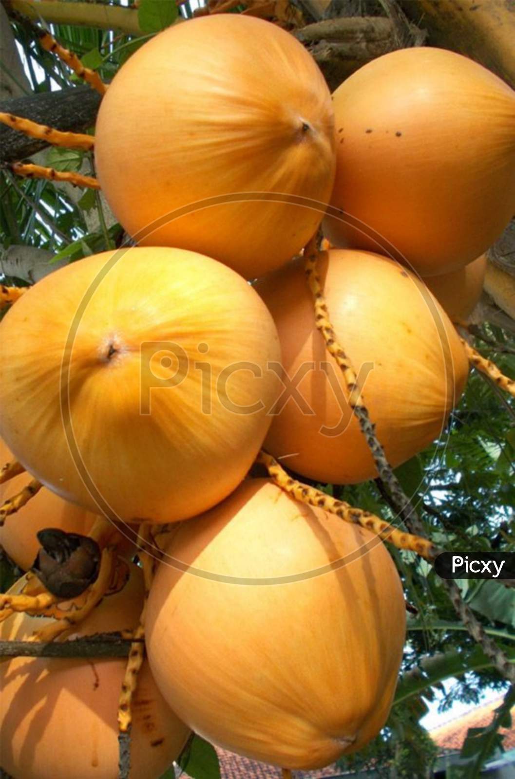 yellow coconut hanging in the tree image jpg photo