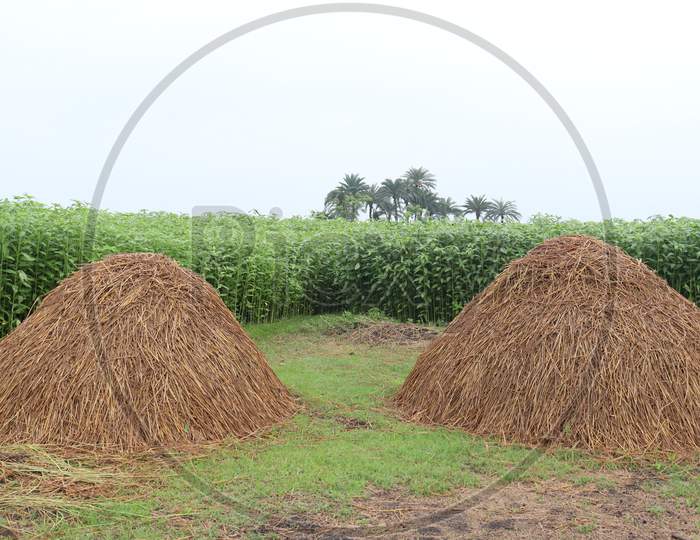 Dry Paddy Tree Stock With Jute Farm