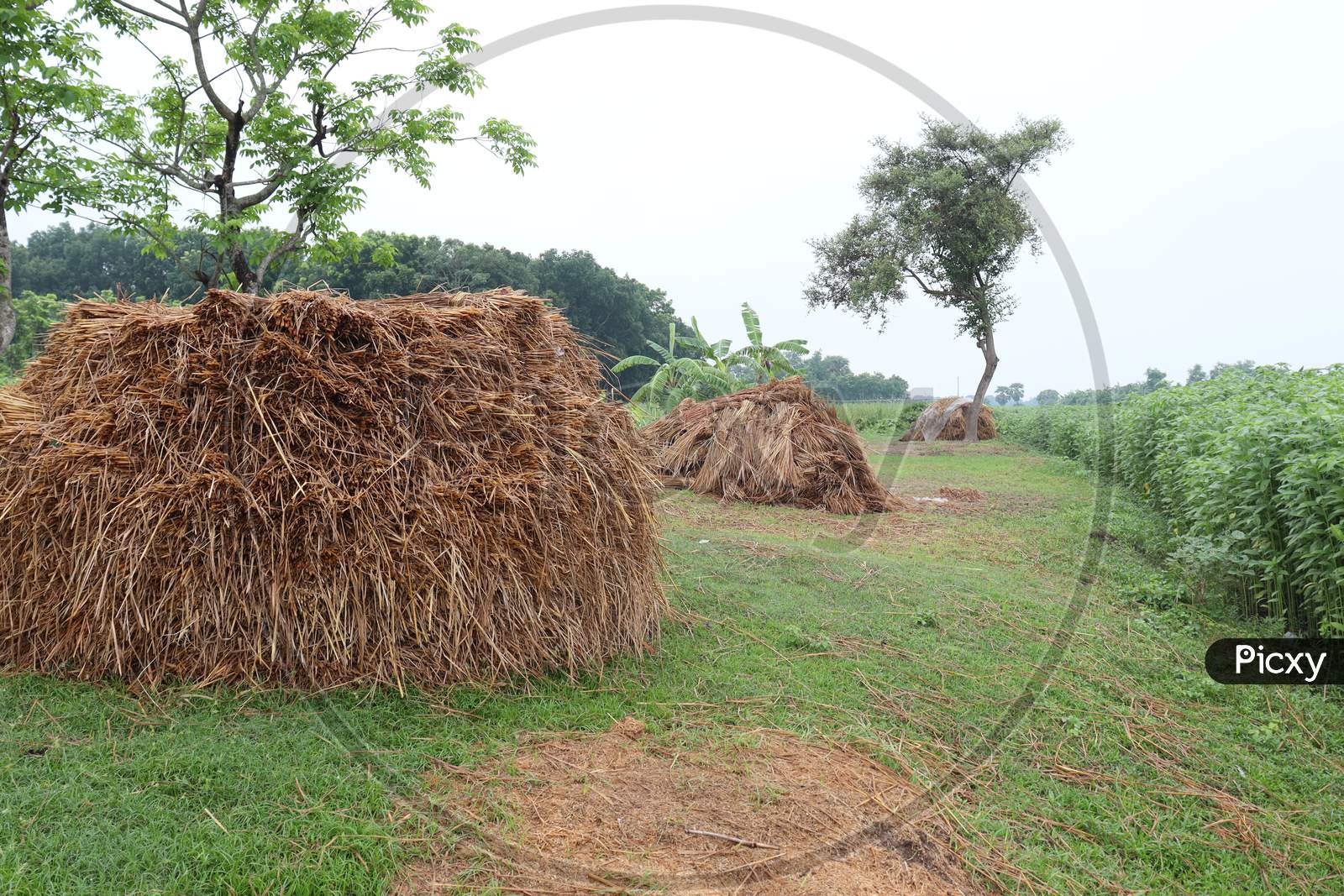 Dry Paddy Tree Stock On Field For Cow Food
