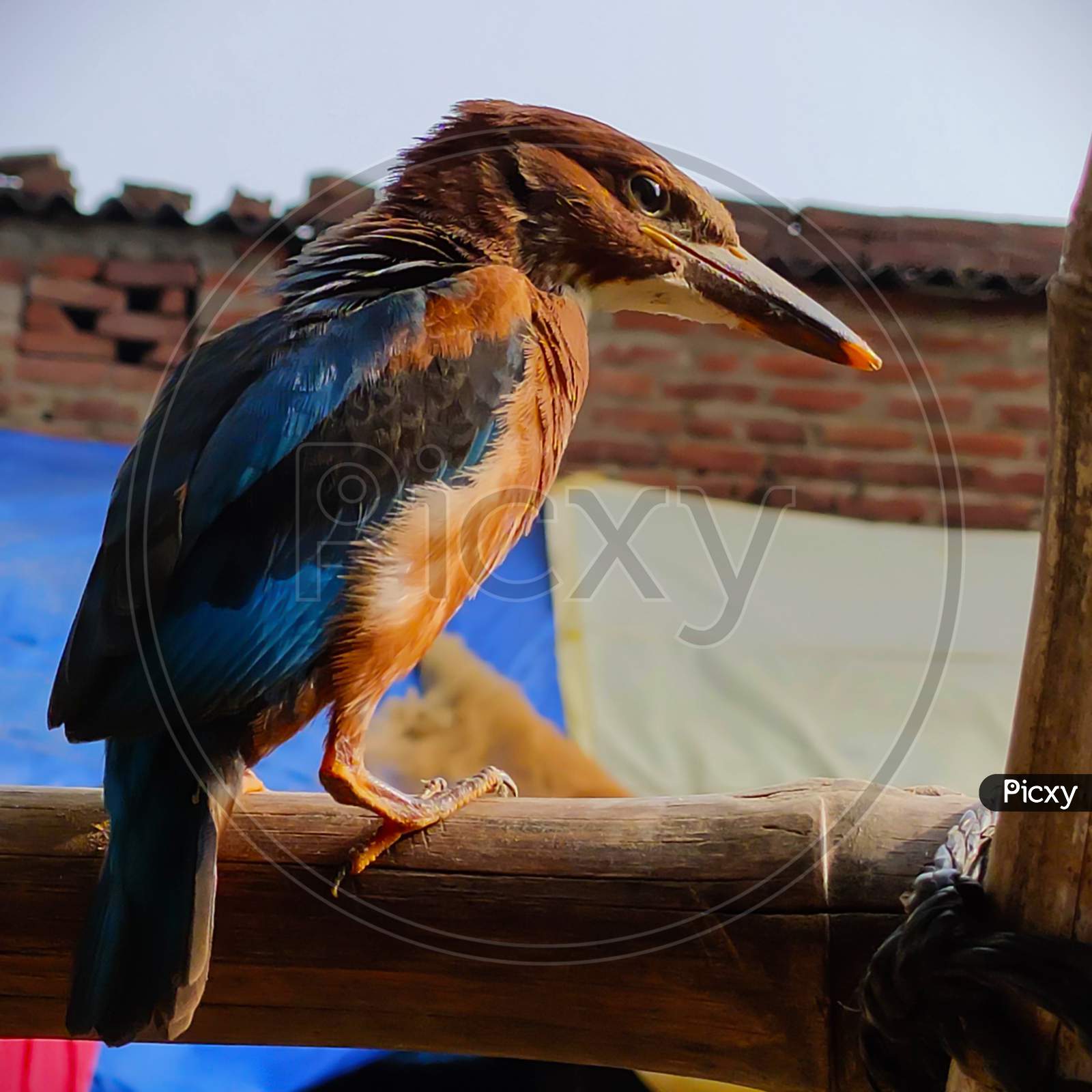 Najgorsze rady na świecie dotyczące lucky bird free spin