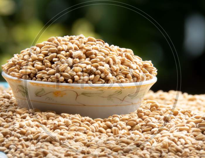 Wheat Grains Kept On Bowl With Lots Or Wheat On Ground Under Sunlight For Dry Before Using For Cook.