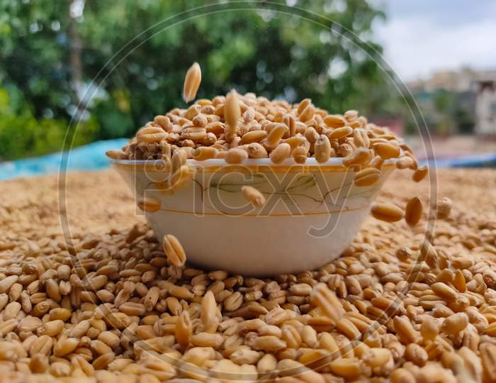 Wheat Grains Kept On Bowl With Lots Or Wheat On Ground Under Sunlight For Dry Before Using For Cook.