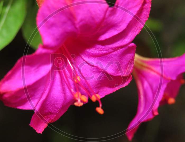 Mirabilis jalapa, the marvel of Peru or four o'clock flower