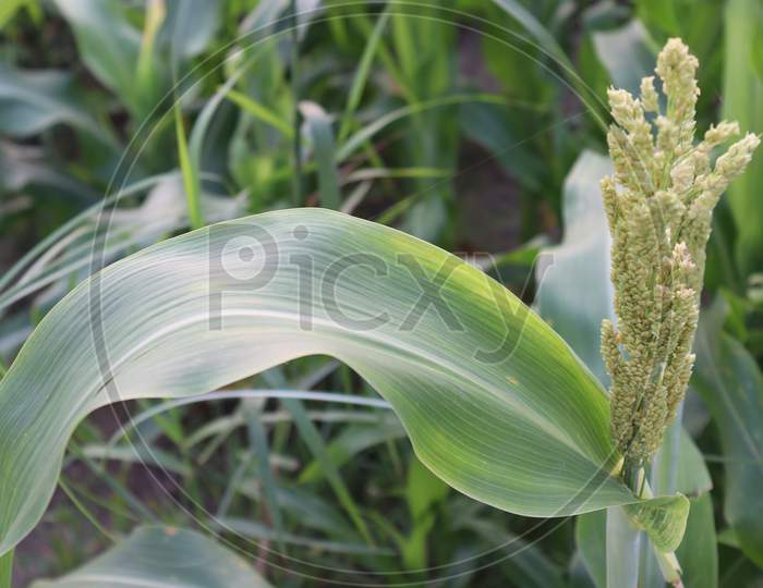 White Colored Grass Flower On Field