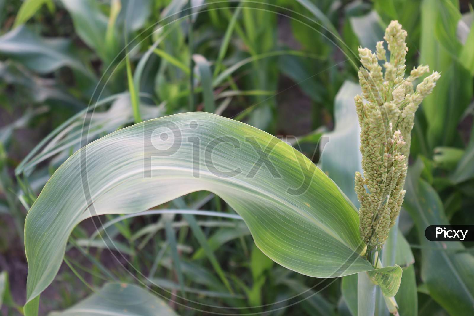 White Colored Grass Flower On Field