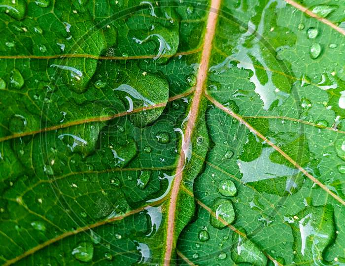Water droplets on leaf.(Macro photography)