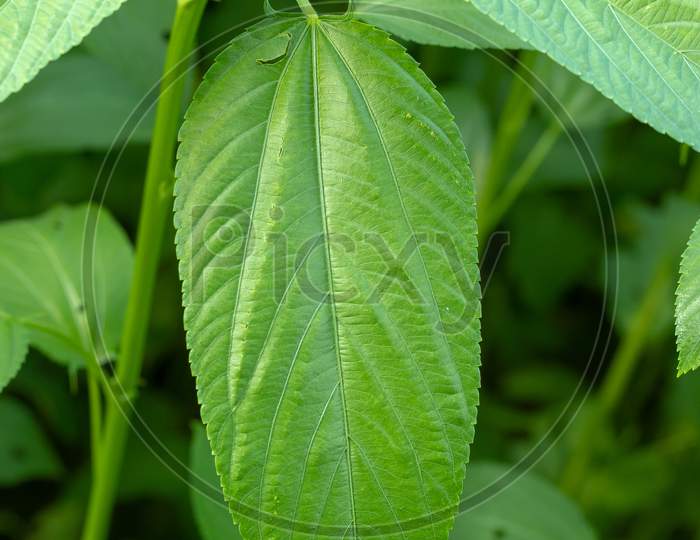 A Green Color Jute Leaves.It Has Come From Malvales Famely