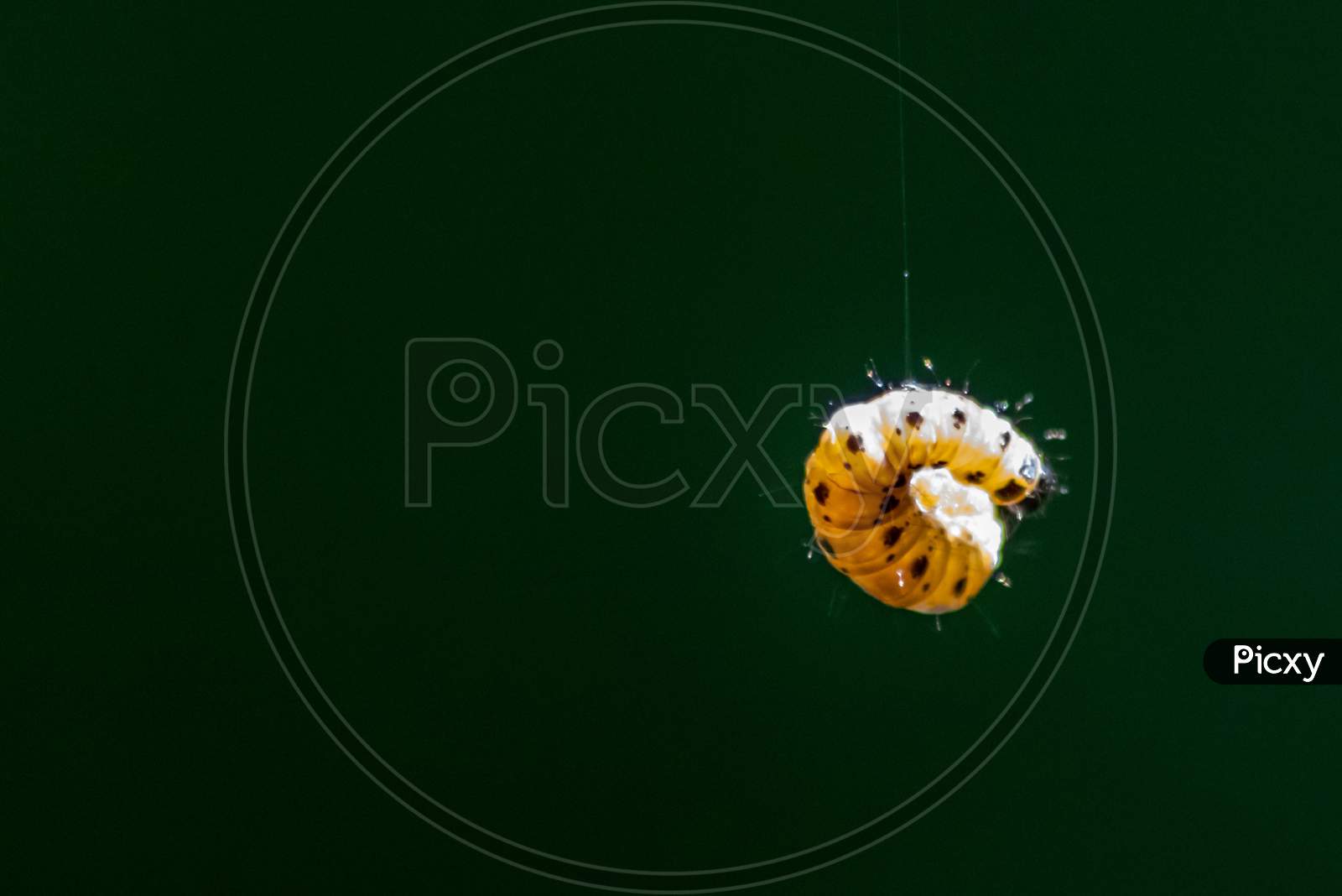 Little caterpillar hanging in the air on a silky line with natural blurred background uses silk cobwebs to climb on trees in yellow with black dots as next generation butterfly after metamorphosis