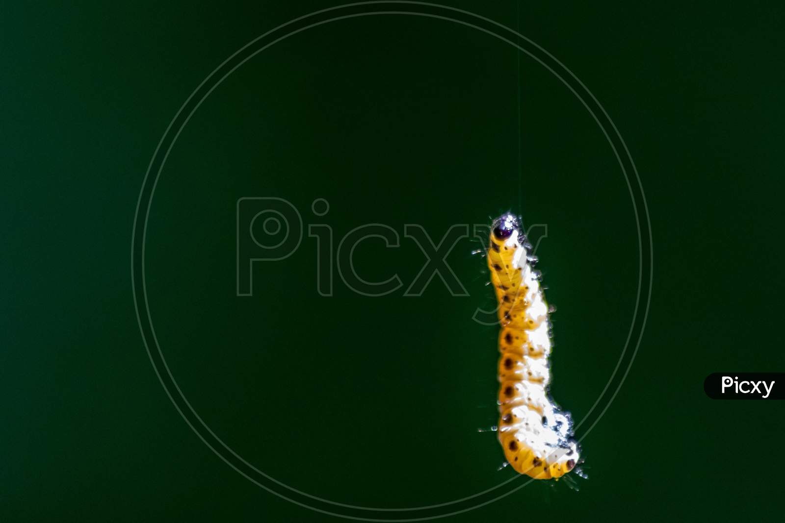 Little caterpillar hanging in the air on a silky line with natural blurred background uses silk cobwebs to climb on trees in yellow with black dots as next generation butterfly after metamorphosis