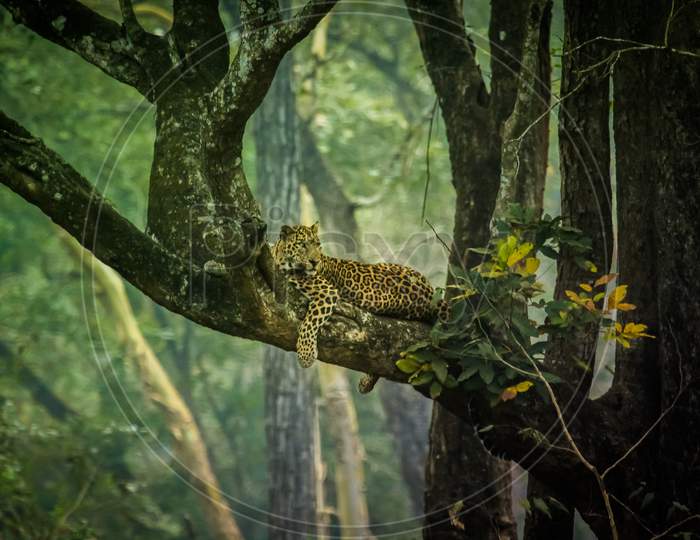 Leopard's Lair