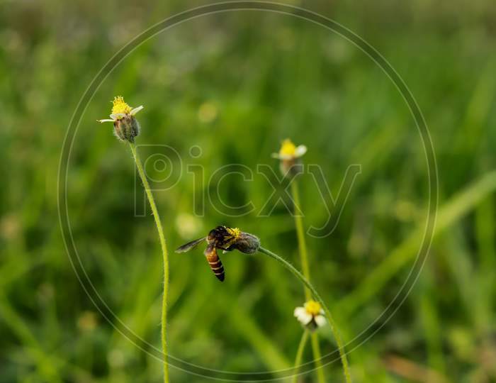 Bee Sit On Hairy Galinsoga Flower To Collect Honey