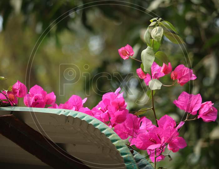Pink Phalaenopsis Or Moth Dendrobium Orchid Flover. Background Orchid
