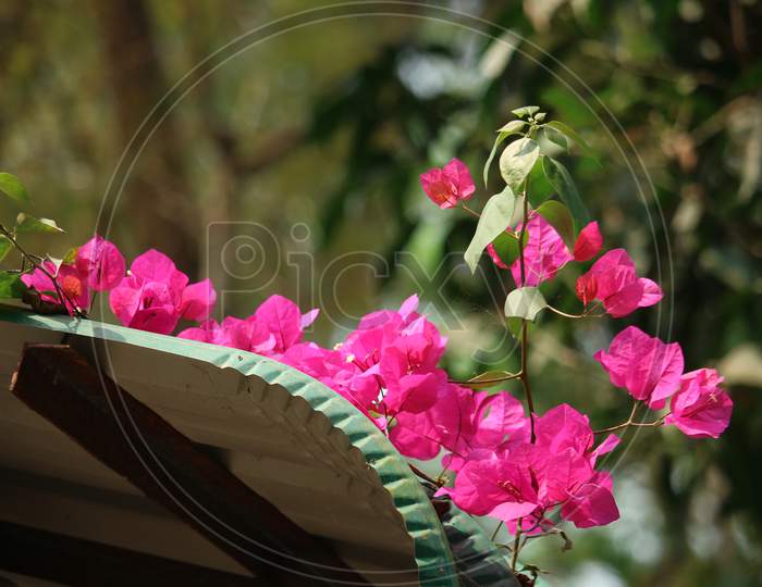 Pink Phalaenopsis Or Moth Dendrobium Orchid Flover. Background Orchid