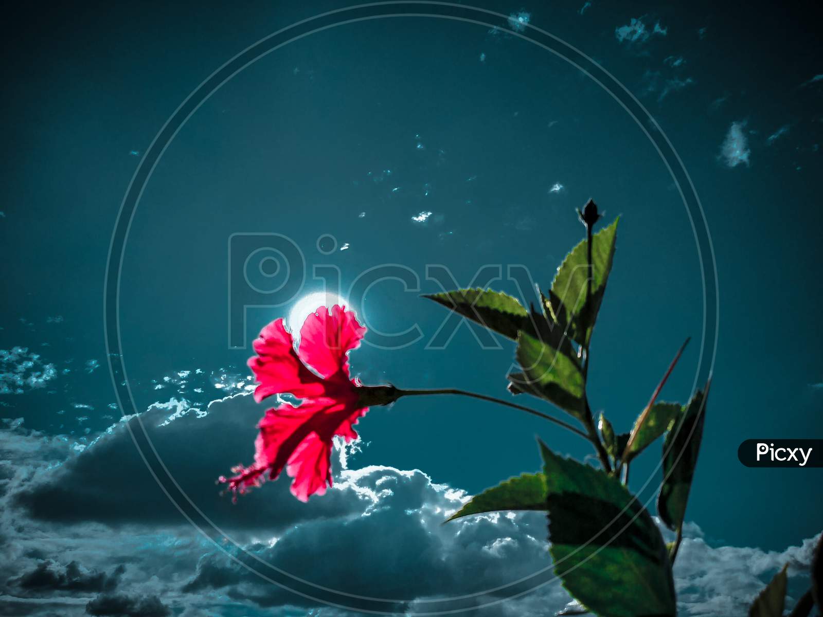Flower With Moon And Cloudly Background Photography
