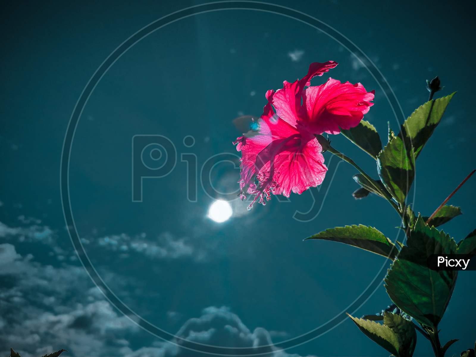 Flower With Moon And Cloud Photography