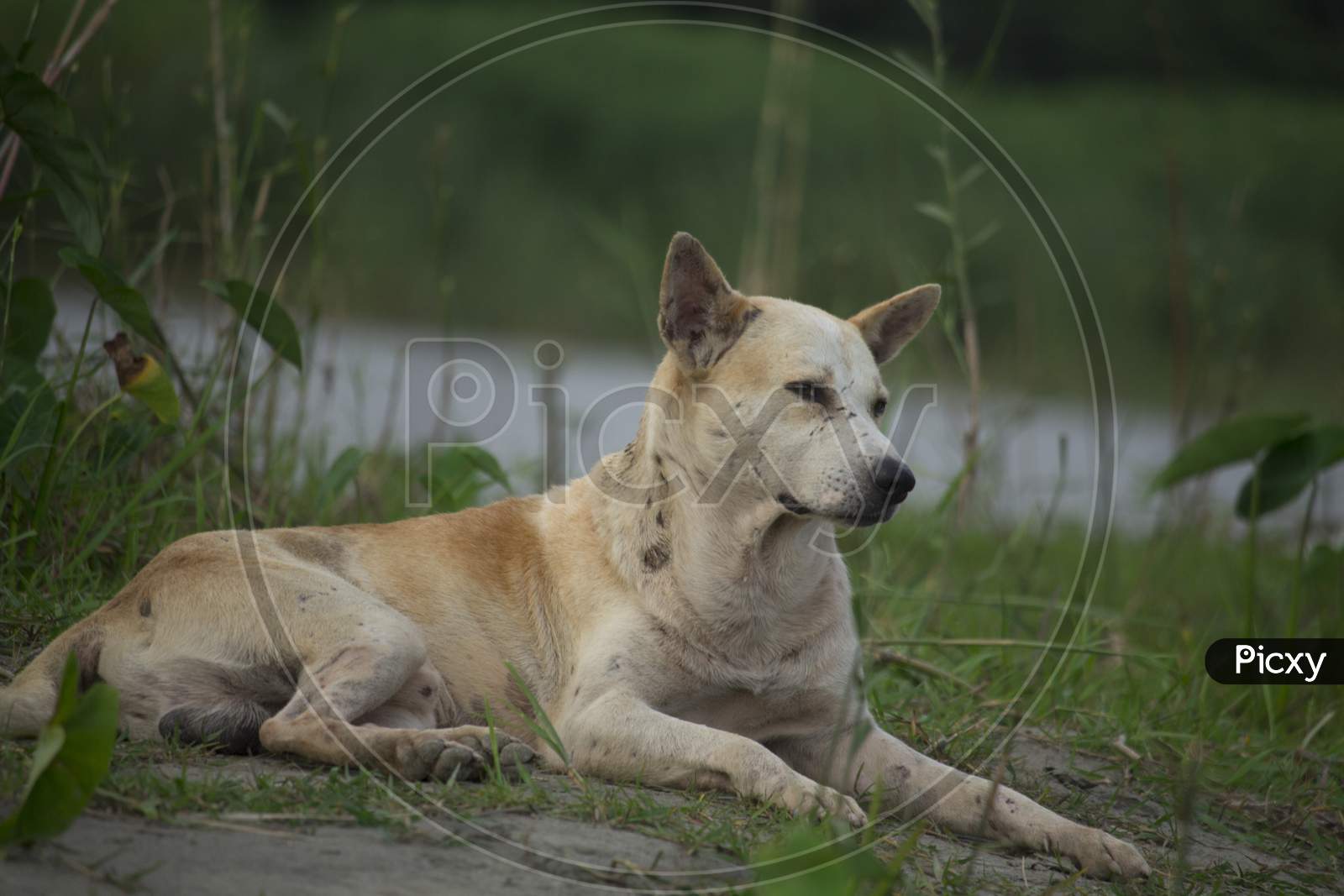 Image of the bangladeshi dog is lying down waiting for the prey