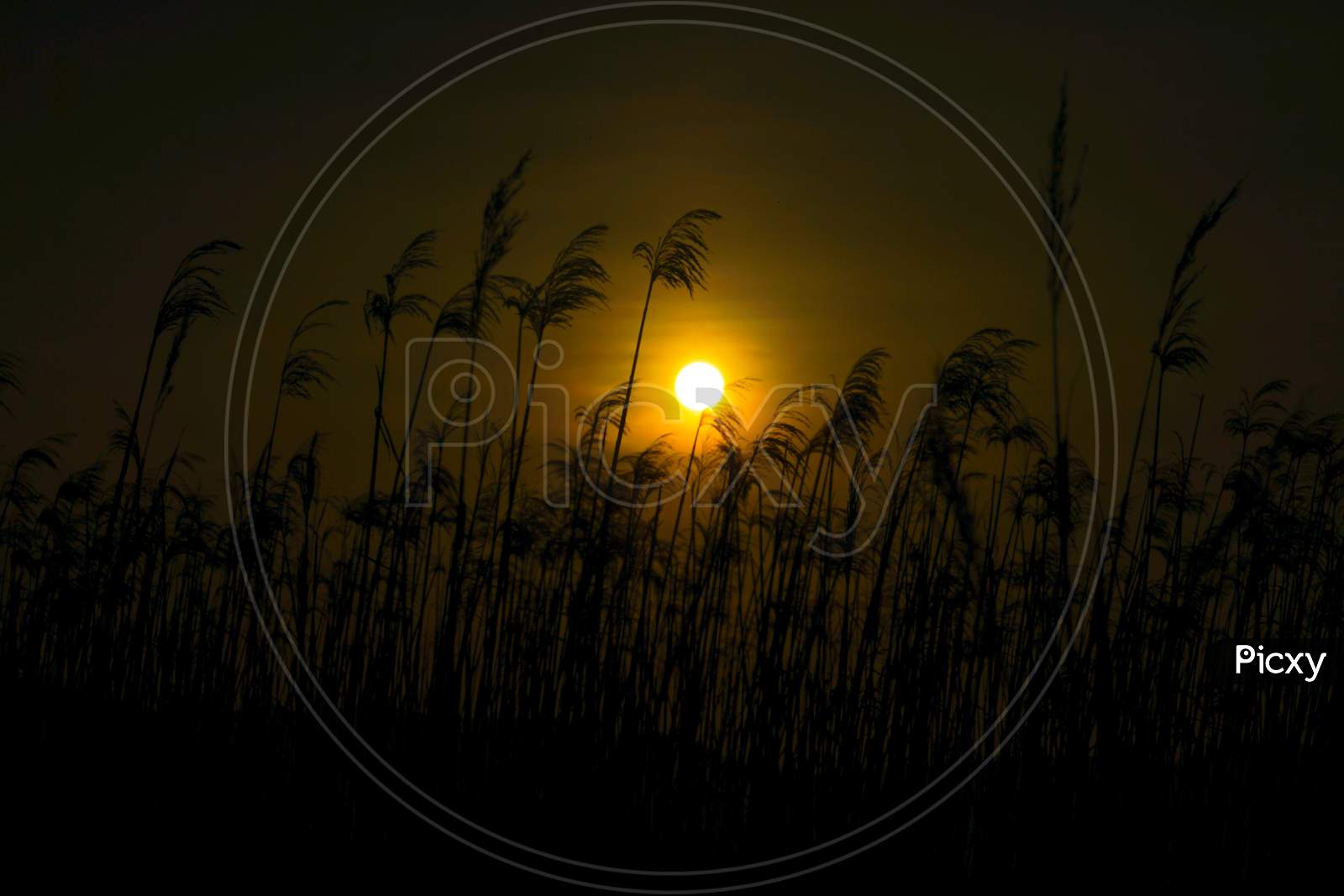 Japanese Pampas Grass Fields And The Sun