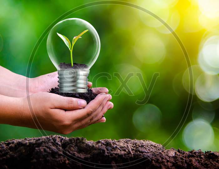 The Forest And The Trees Are In The Light. Concepts Of Environmental Conservation And Global Warming Plant Growing Inside Lamp Bulb Over Dry Soil In Saving Earth Concept