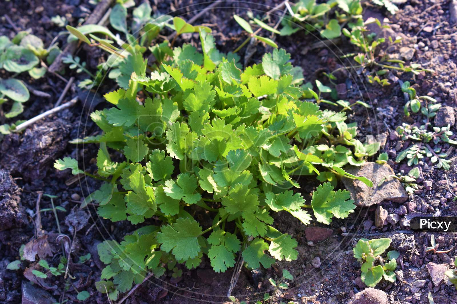 Image of Coriander Organic Growing In The Garden In India Selective FocusYP817857Picxy