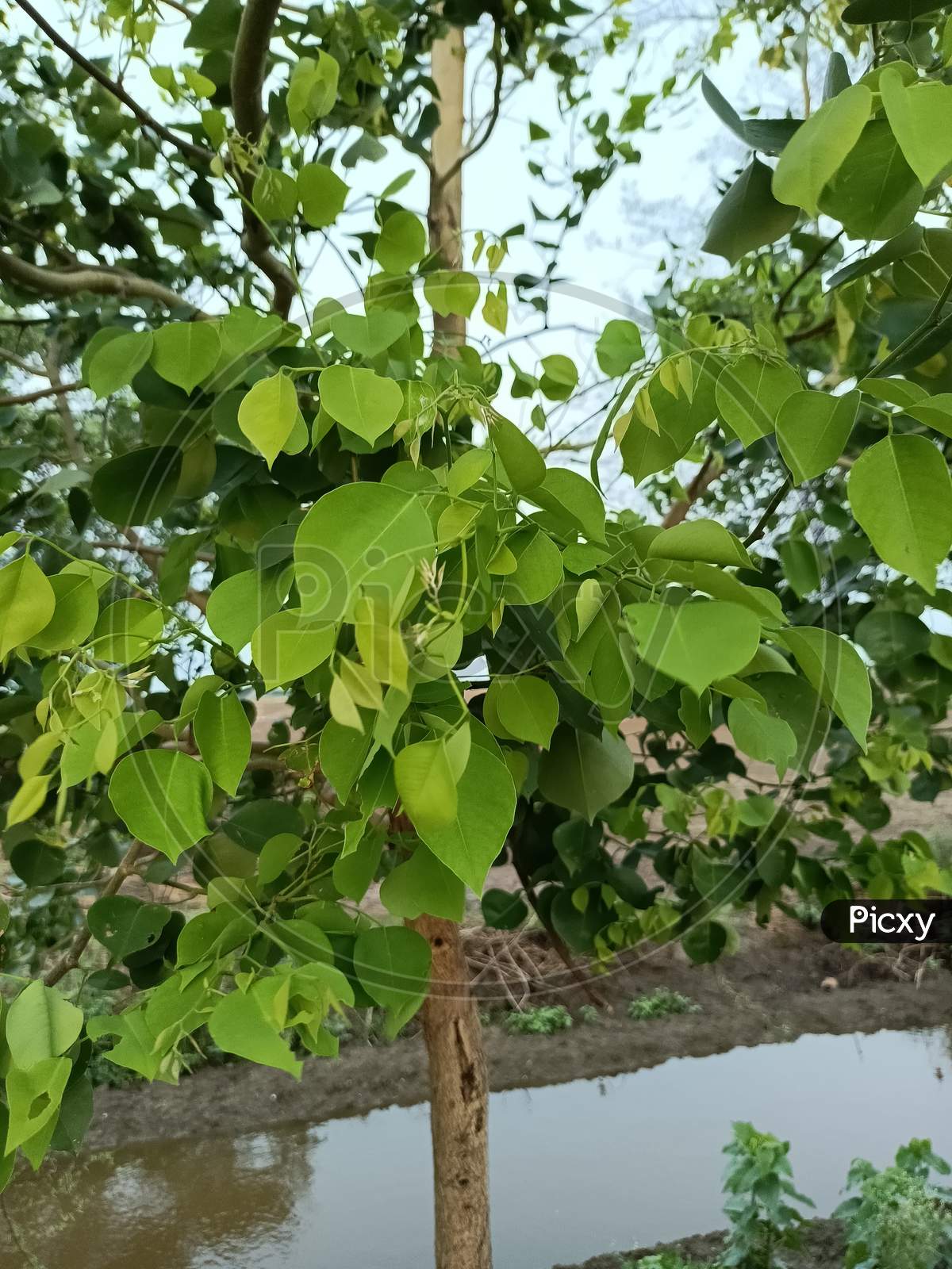 Image Of Dalbergia Sissoo Fe971751 Picxy