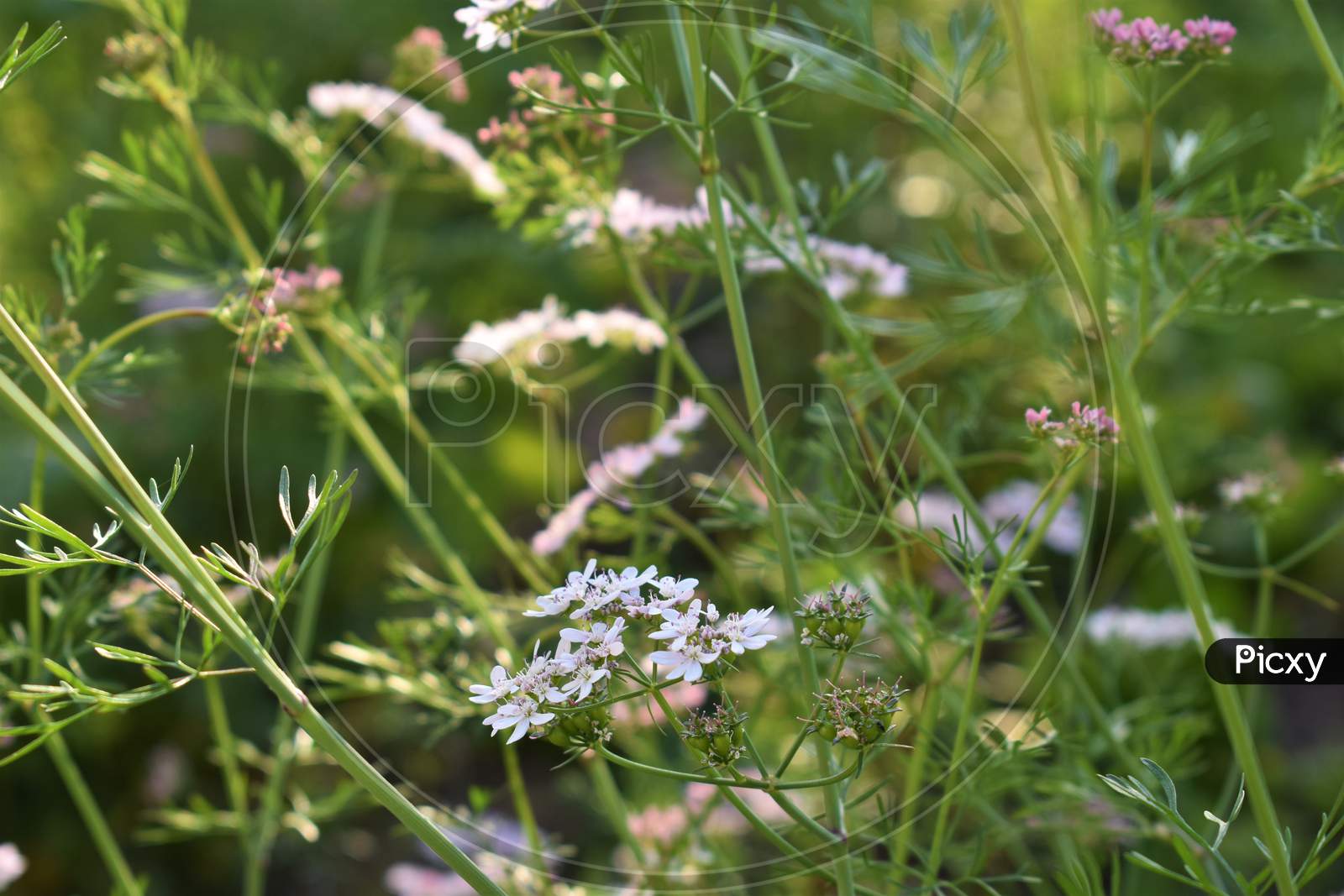 Image of Coriander Organic Growing In The Garden In India Selective