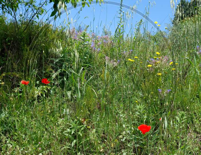 Poppies Growing In Val D'Orcia Tuscany